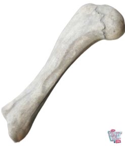 Dinosaur bone